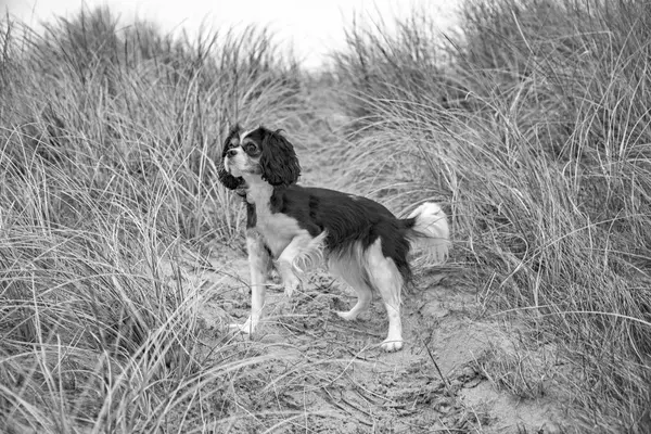 King Charles Cavalier hund — Stockfoto