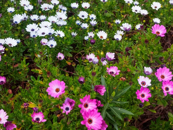 Красивые и красочные цветы в саду — стоковое фото