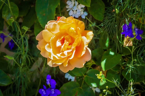 Lonely Yellow Rose — Stock Photo, Image