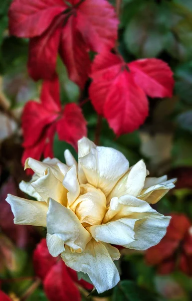 Simply white rose