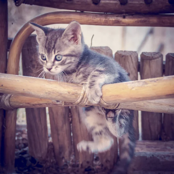 A cute kitty portrait — Stock Photo, Image