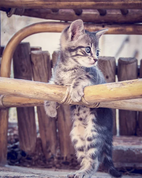 A cute kitty portrait — Stock Photo, Image