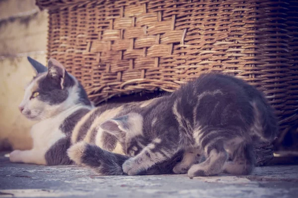 Un gattino carino sta giocando con la coda di sua madre — Foto Stock