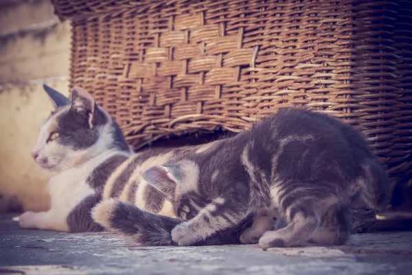 Un gattino carino sta giocando con la coda di sua madre — Foto Stock