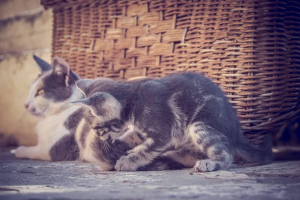 Un gattino carino sta giocando con la coda di sua madre — Foto Stock