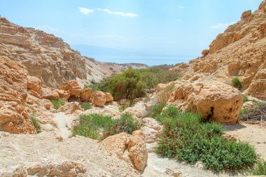 milli park ein gedi