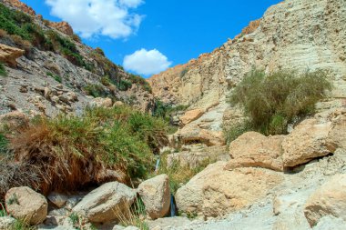 milli park ein gedi