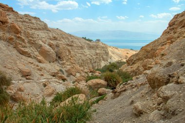 milli park ein gedi