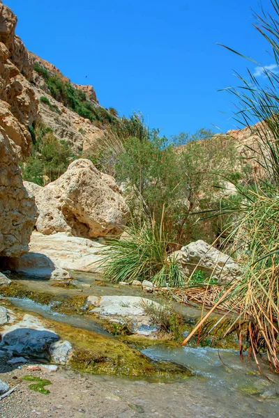 milli park ein gedi