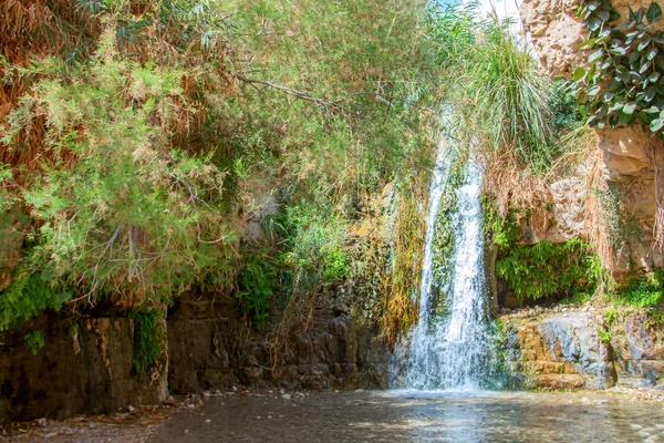 milli park ein gedi