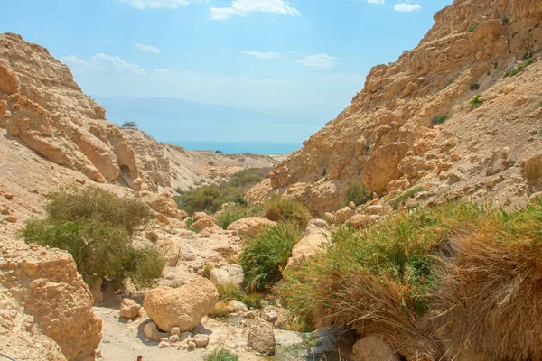 milli park ein gedi