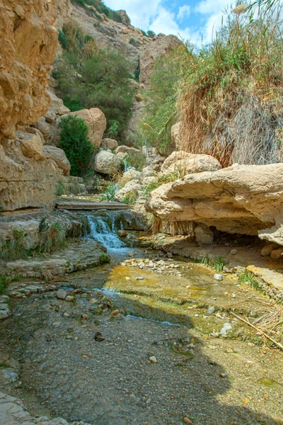 milli park ein gedi