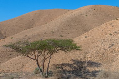 Çöl kez dinlendi. İsrail