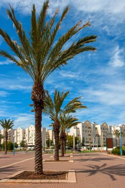 Palmiye ağaçları Ashkelon yazlık sahil şeridine