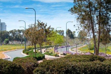 Palmiye ağaçları Ashkelon yazlık sahil şeridine