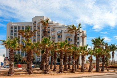 Palmiye ağaçları Ashkelon yazlık sahil şeridine