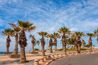 Palmiye ağaçları Ashkelon yazlık sahil şeridine