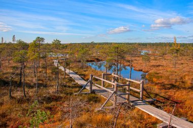Sonbahar renkleri mire manzaraları