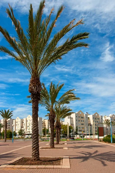 Ashkelon summery coastline with palm trees — Stock Photo, Image