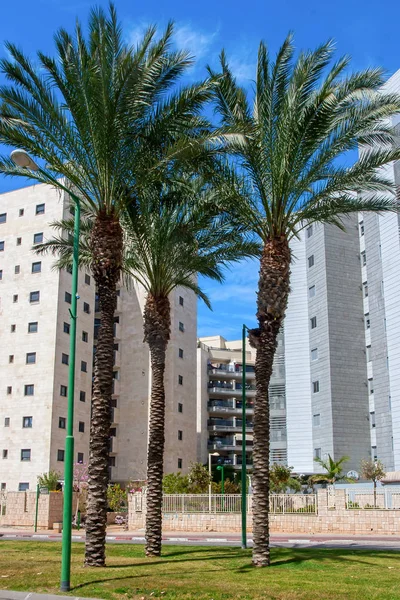 Ashkelon costa veraniega con palmeras — Foto de Stock