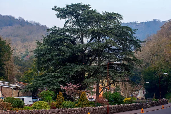 Cheddar Köyü, Somerset, İngiltere — Stok fotoğraf