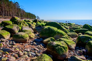 Baltık Denizi kıyısında. Kurmrags