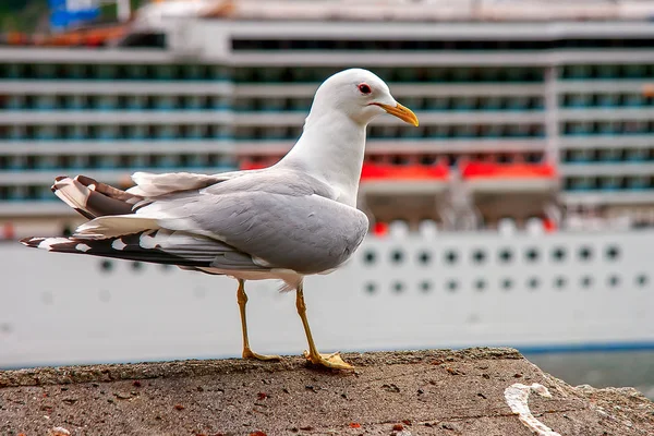 Mås på kajen sida — Stockfoto