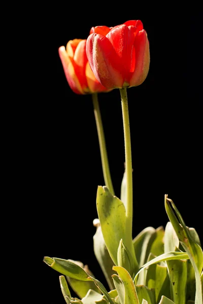 Цветок тюльпанов на черном фоне — стоковое фото
