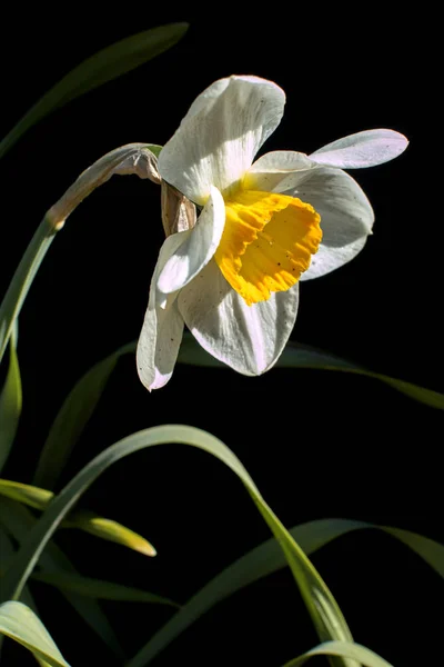 Daffodil em um fundo preto — Fotografia de Stock