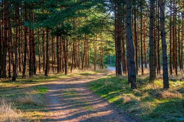 Sentier de forêt de pins — Photo