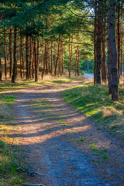 Borovice lesní cesta — Stock fotografie