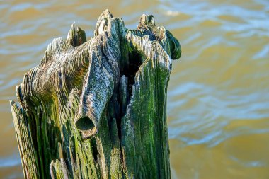 Çürümüş ağaç. Eski İskelesi