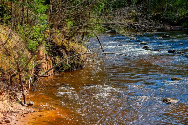 Waldmünchen. amata — Stockfoto