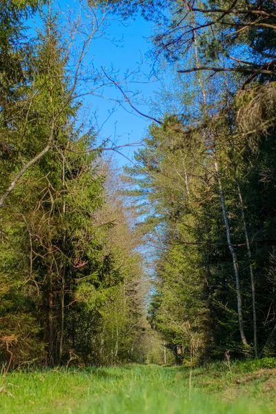 Route en forêt — Photo