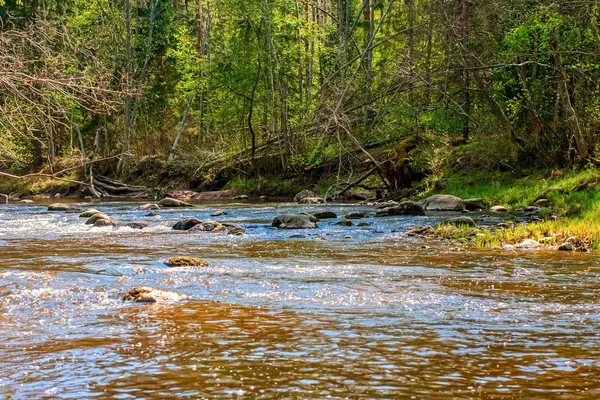 Waldmünchen. amata — Stockfoto