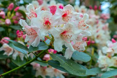 Ormangülü güzel çiçek