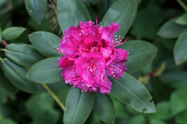 Ormangülü güzel çiçek