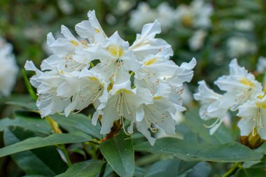 Ormangülü güzel çiçek