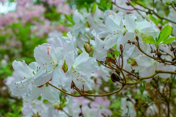 Rododendro bel fiore — Foto Stock