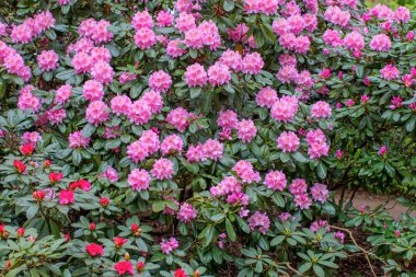 Çiçek açan ormangülü çalılar