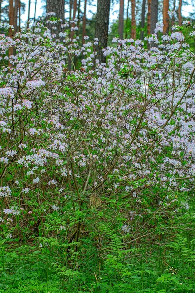 Bloeiende rododendrons struiken — Stockfoto