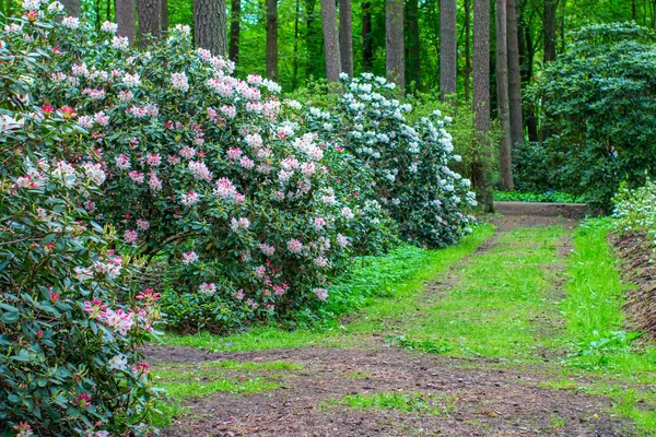 Blooming rhododendron bushes — Stock Photo, Image