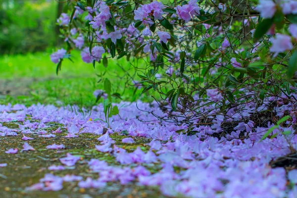 Keře kvetoucí rododendron — Stock fotografie