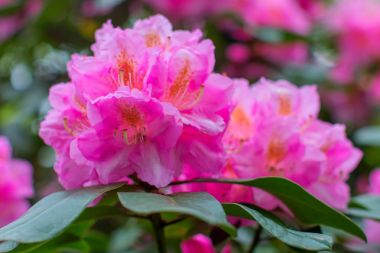 Ormangülü güzel çiçek