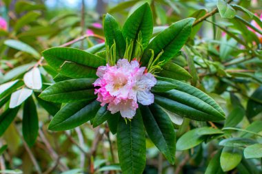 Ormangülü güzel çiçek