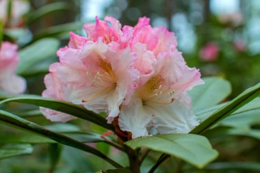 Ormangülü güzel çiçek