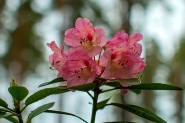 Ormangülü güzel çiçek