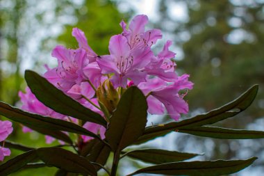Ormangülü güzel çiçek