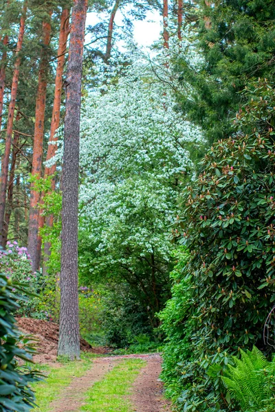 Weg in bos — Stockfoto