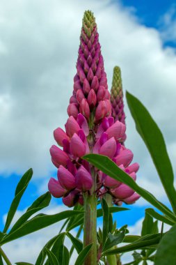 Acı bakla güzel çiçek